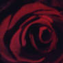 Red Rose