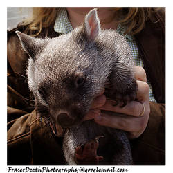 You want a Wombat