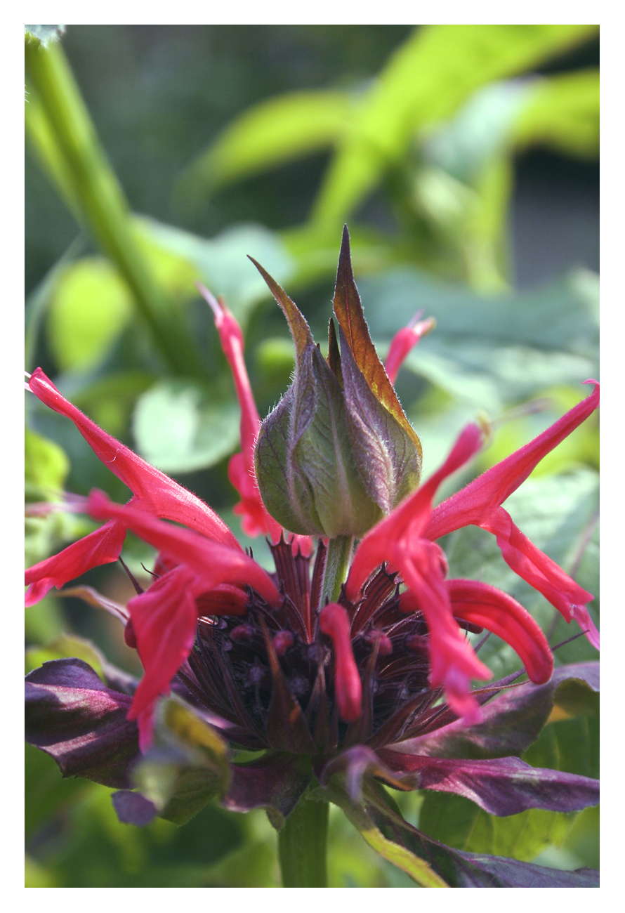 Interesting Red Flower