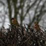 House Sparrows