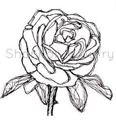 Rose drawn by continuous line