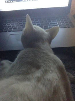 CatWoman-cali-onyx - Hobbyist, General Artist | DeviantArt