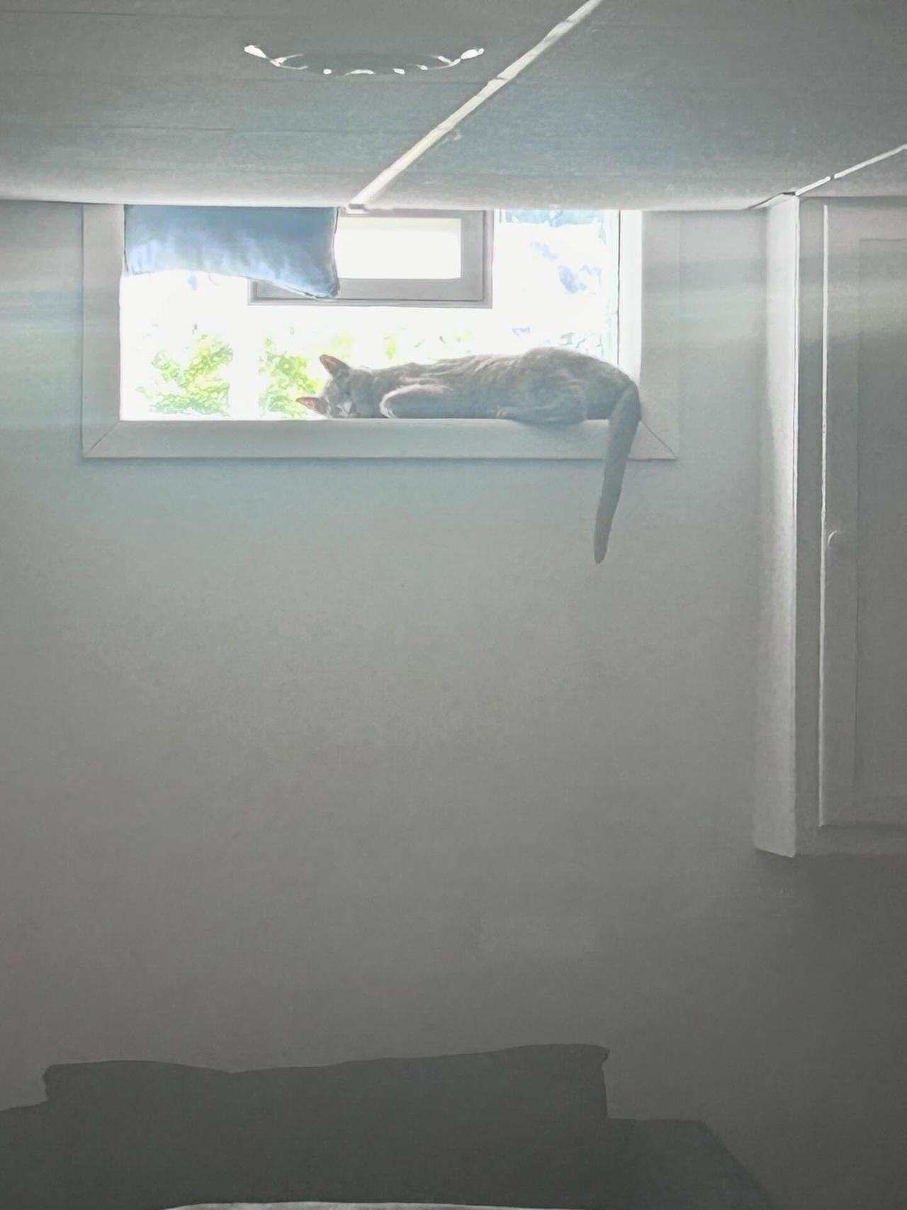 Comfy kitties by CatWoman-cali-onyx on DeviantArt