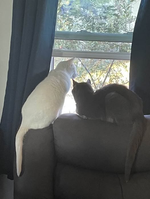 Picture purr-fect by CatWoman-cali-onyx on DeviantArt