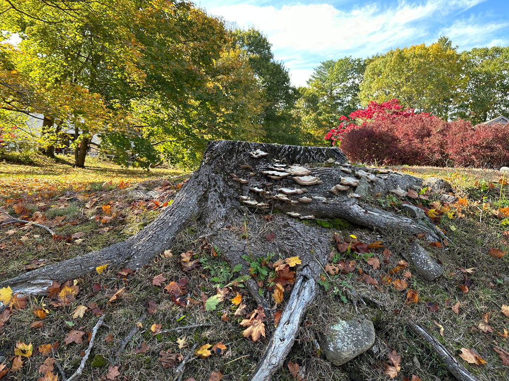 Stump vortex by ForecastingRuin on DeviantArt