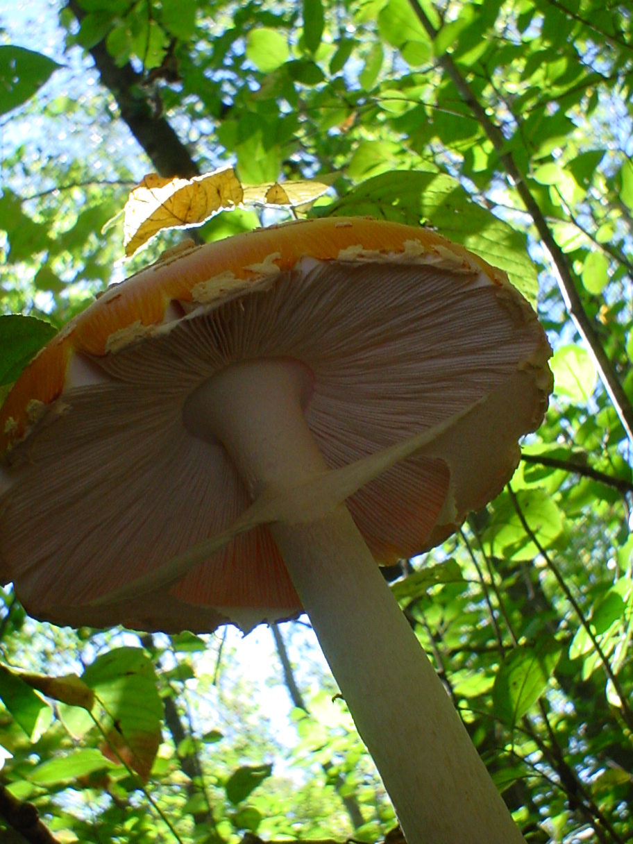 mushroom underbelly