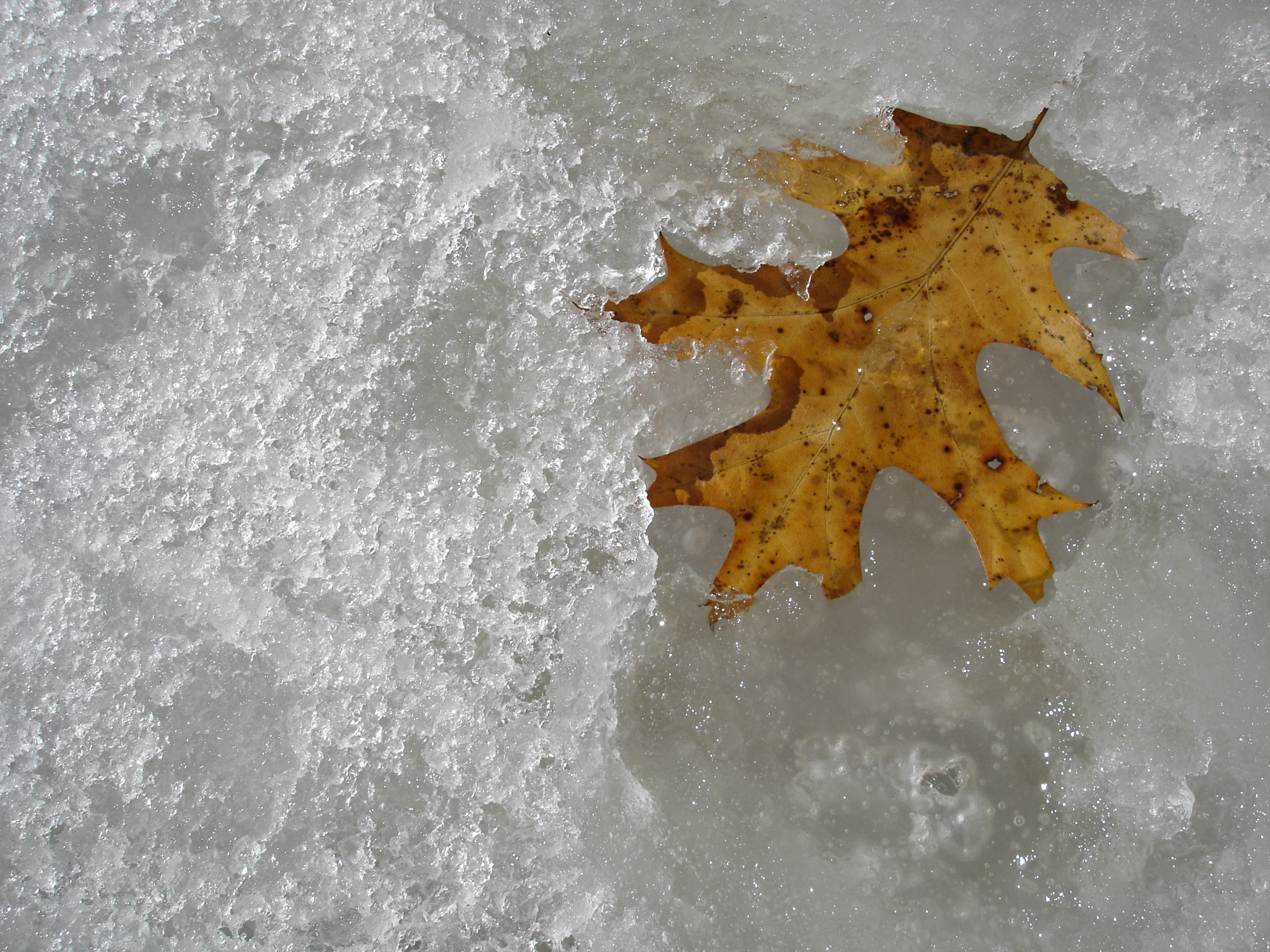 floating on a sea of ice