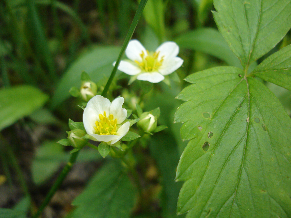 wild strawberry plant