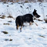 Collie 02