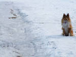 Sheltie 01 by le-Rosemont