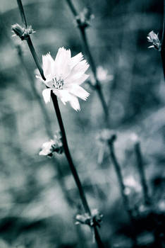 Wildflower Blues