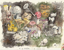 A selection of mushrooms