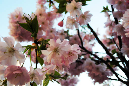 Cherry Blossom #1