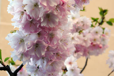 Cherry Blossom #3