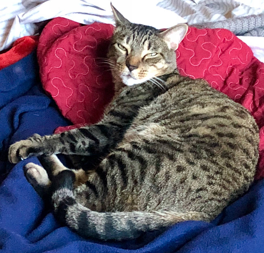 My Wonderful Cat Toby by T21KSavageLoverX on DeviantArt