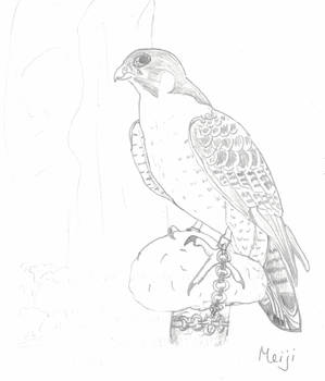 Peregrine Falcon (2005 ?)