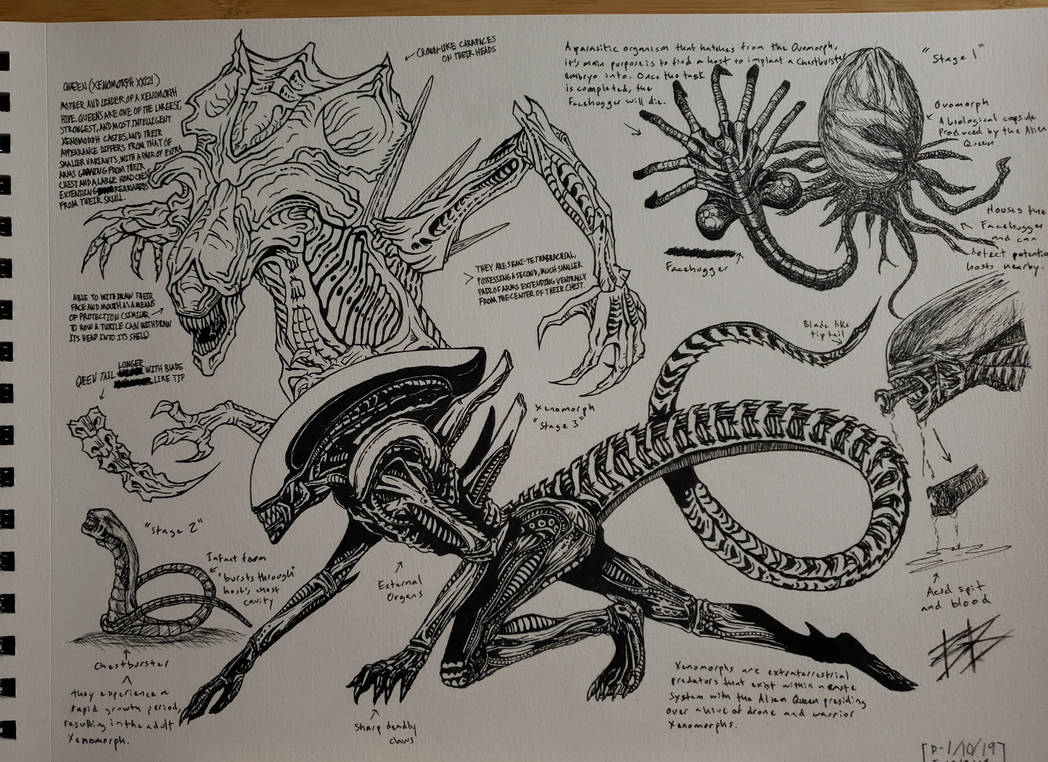 Xenomorph evolution by SilasBB25 on DeviantArt