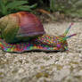 Snail