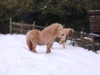 Stallion in the Snow