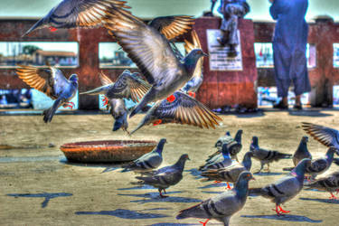 HDR Pigeons of Freedom