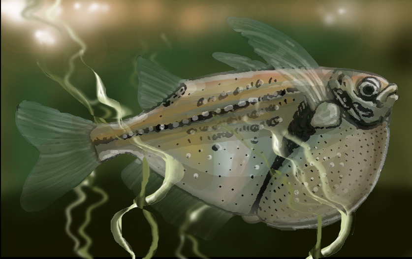 River Hatchetfish