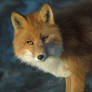 Pretty red Fox - UPDATED