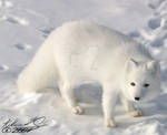 Arctic Fox -Update- by KatsRaven