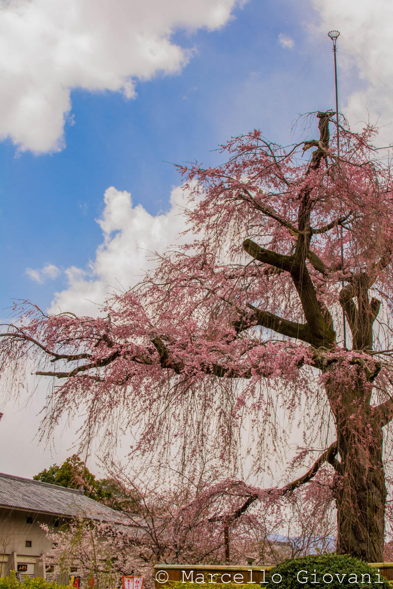 sakura tree