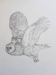 Owl plane