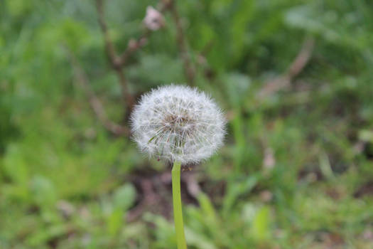 Fluffy Ball