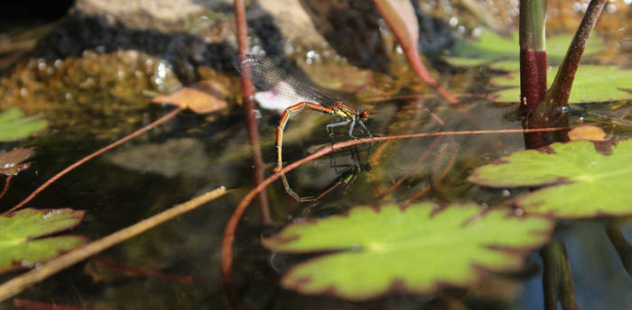 Red Dragonfly