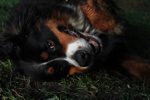 Smiling Dog