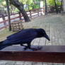 Crow