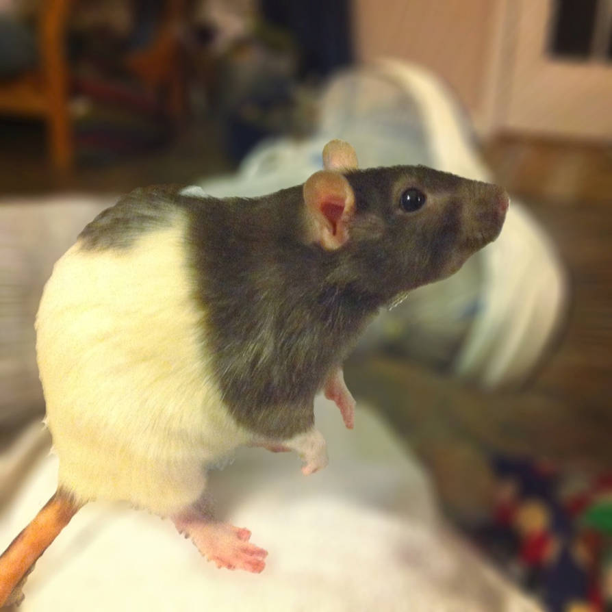 Rhee-Rhee by jakejamahl on DeviantArt