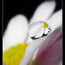 Daisy in Drop