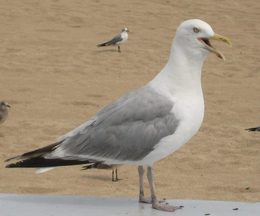 Super Seagull