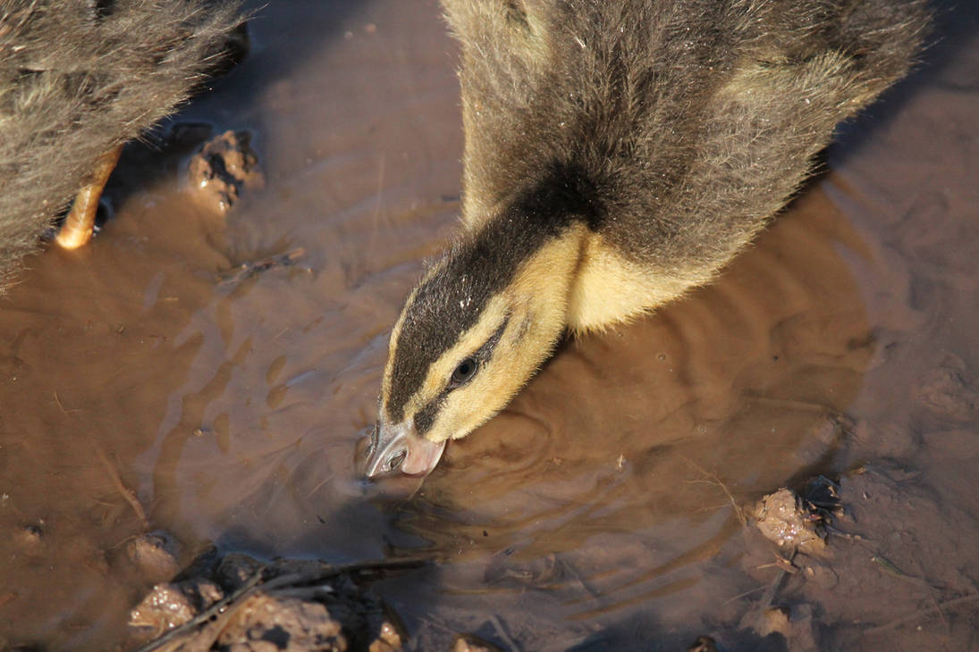 Digging Duck by KirbyAirRider on DeviantArt