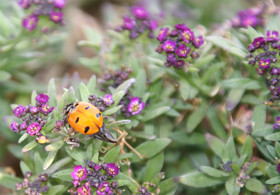 Ladybug by PhotoDamage on DeviantArt