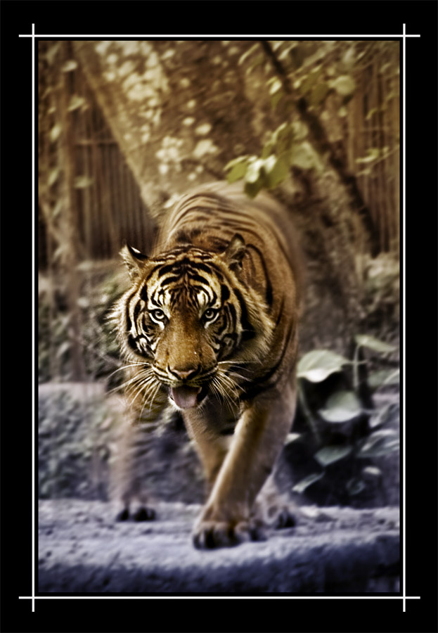 Sumatera Tiger