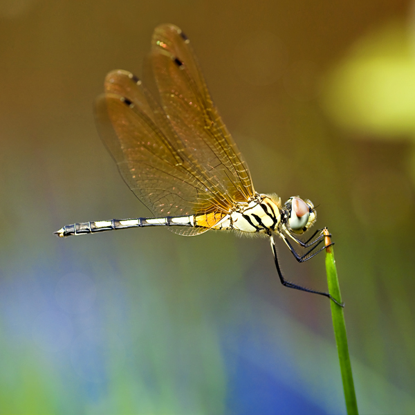 Dragonfly