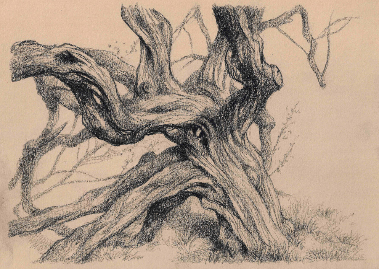 Drawing Of A Hawthorn Tree By JakobHansson On DeviantArt drawing-of-a-hawthorn-tree-by-jakobhansson-on-deviantart