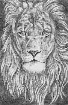 Lion Portrait