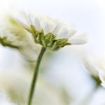 pastel by julie-rc