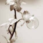 bulle de savon by julie-rc