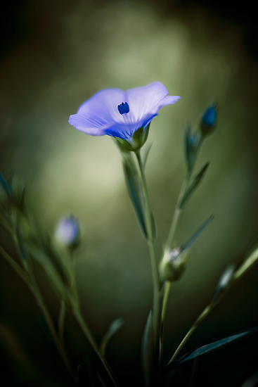 Little flower of the fields