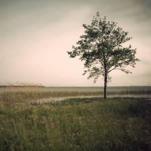 Tree in the wind