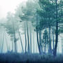 Cold forest ...