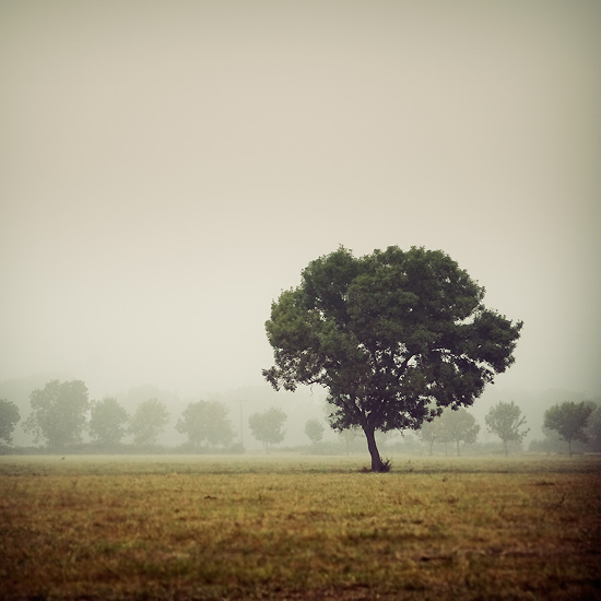 Tree in the morning