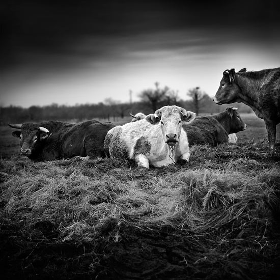 Cows in a meadow