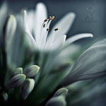 Emergence ... by julie-rc